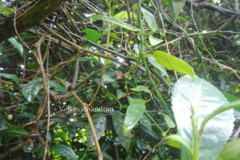 Tylophora capparidifolia